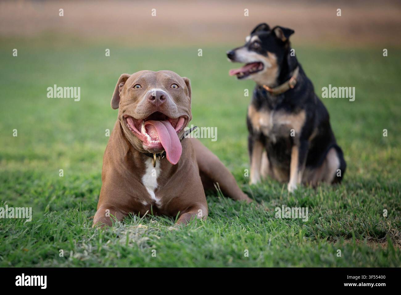 Deux chiens dans le parc, un pit-bull et un chien de race mixte Banque D'Images