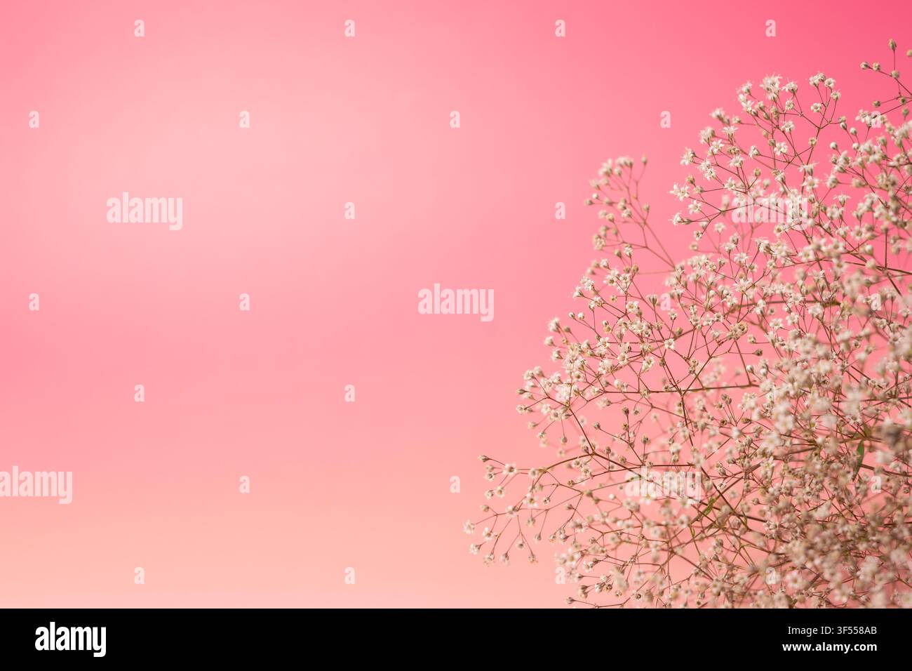 Fleurs de gypsophile sur fond rose avec espace libre Banque D'Images