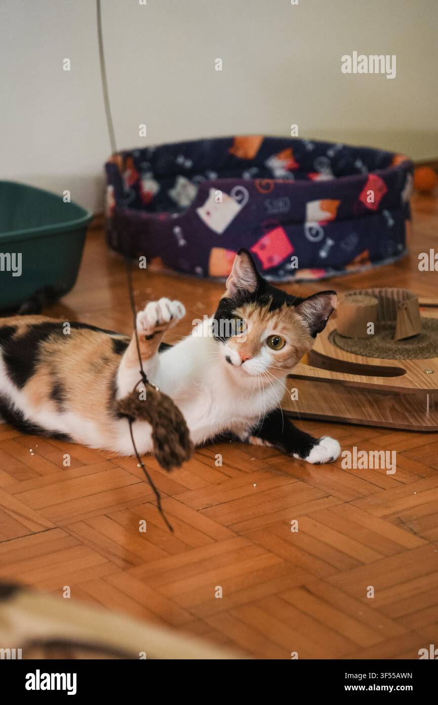 Jeune chat calico jouant avec une souris jouet suspendue sur un plancher en bois. Activité naturelle d'intérieur montrant la curiosité, l'instinct de chasse et l'enrichissement. Banque D'Images