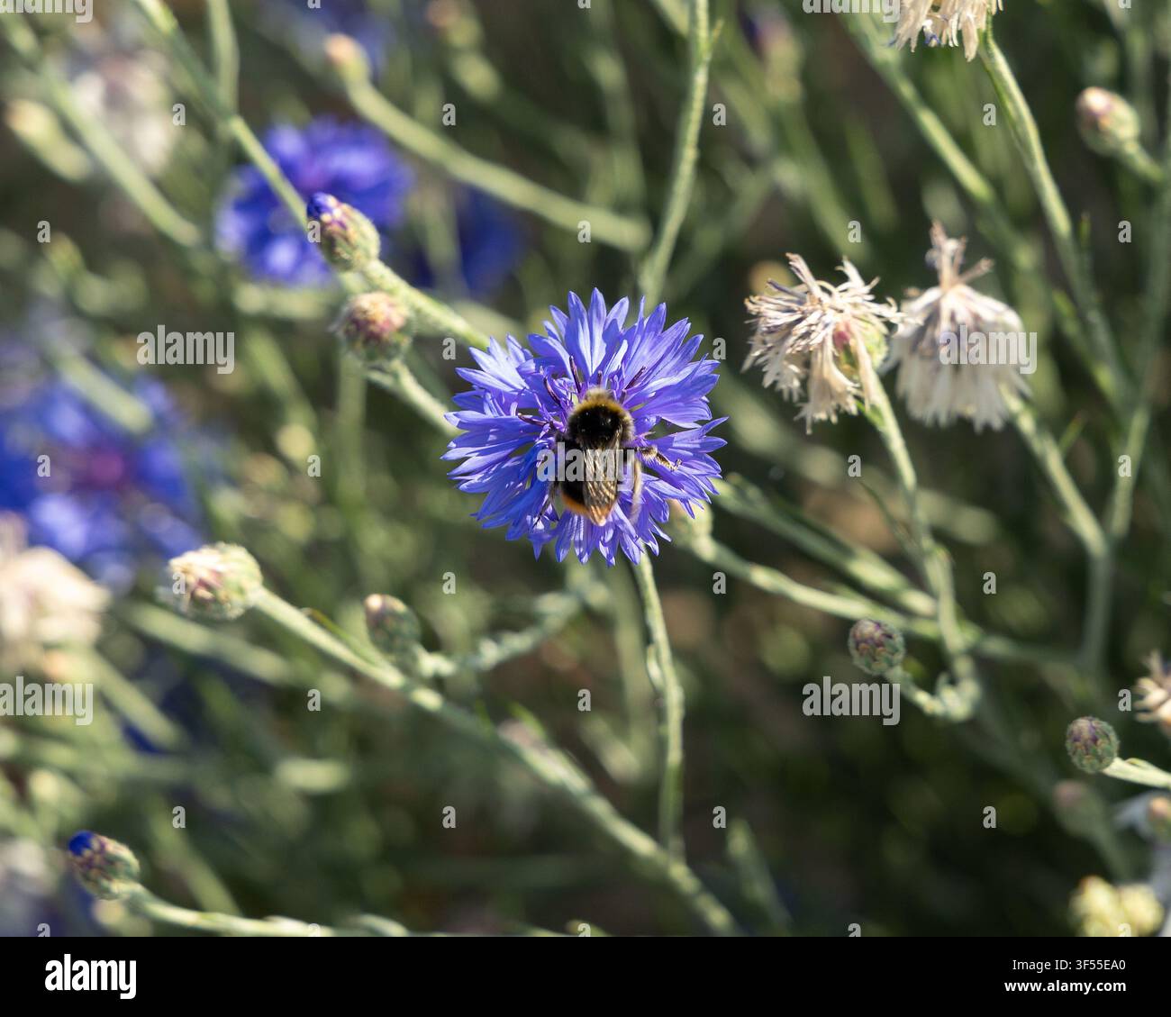 Coquelicots avec une abeille mellifère en train de polliniser en cherchant du nectar Banque D'Images