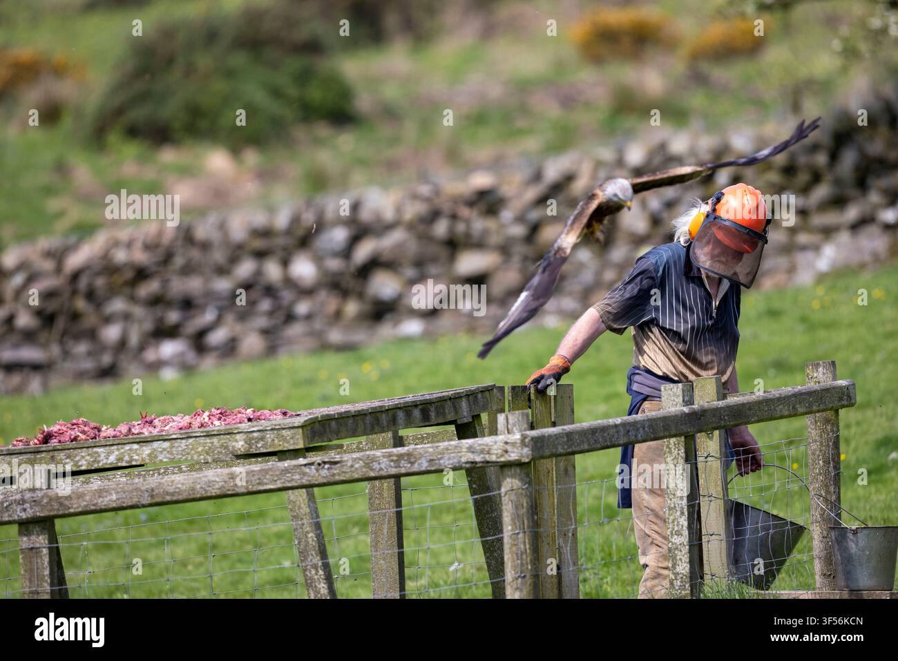 Homme casqué mettant de la nourriture pour les oiseaux à la Red Kite, ferme de Bellymack Hill, Laurieston, Dumfries et Galloway, Écosse. 2026. Banque D'Images