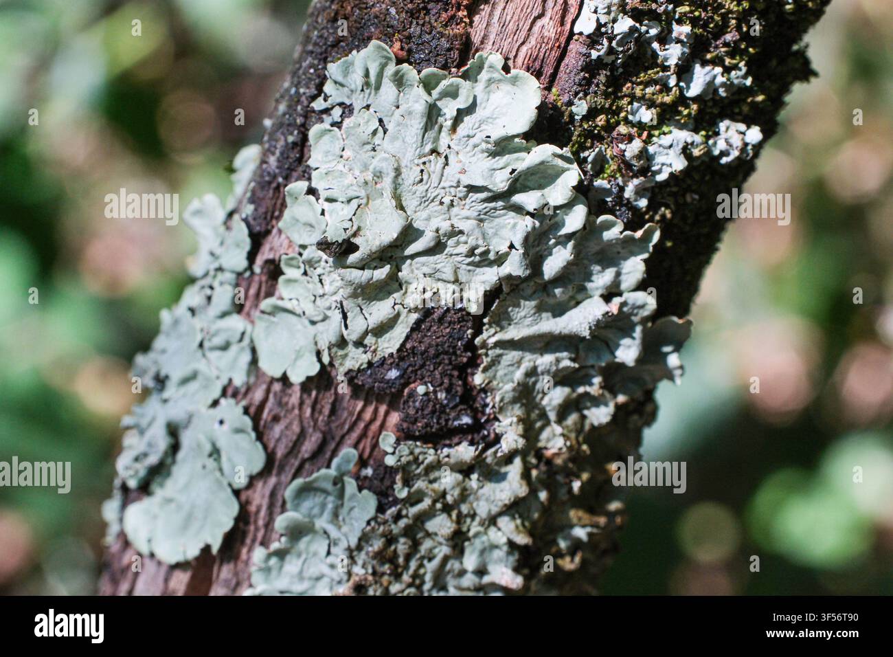 Lichen à bouclier vert commun (Flavoparmelia caparata), un lichen en forme de feuille poussant sur les branches d'arbres. Banque D'Images