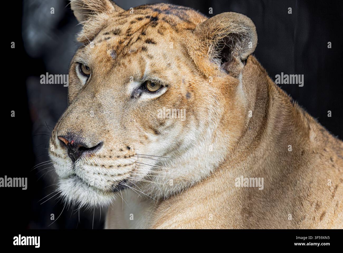 Un ligre, l'hybride d'un lion mâle et d'une tigresse femelle, se repose calmement, affichant sa carrure massive et ses rayures légères. Banque D'Images