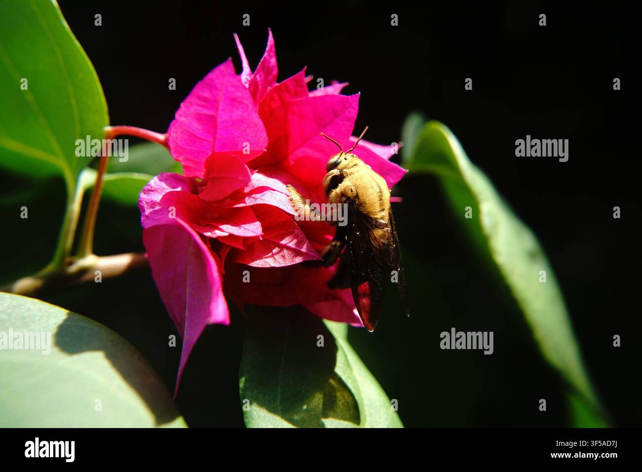 Macro rapprochée d'une abeille charpentière mâle dorée (Xylocopa sonorina) récoltant du nectar sur une fleur de bougainvilléea violette avec des feuilles vertes luxuriantes Banque D'Images