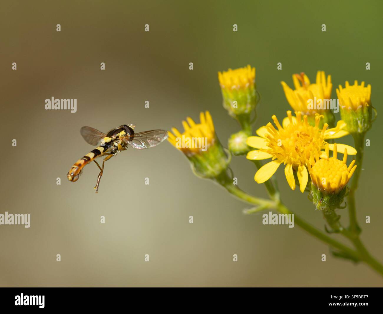 Mouche hover (Sphaerophoria scripta) planant en approche des fleurs sauvages de chou moiré pour se nourrir, été, Angleterre, Royaume-Uni Banque D'Images