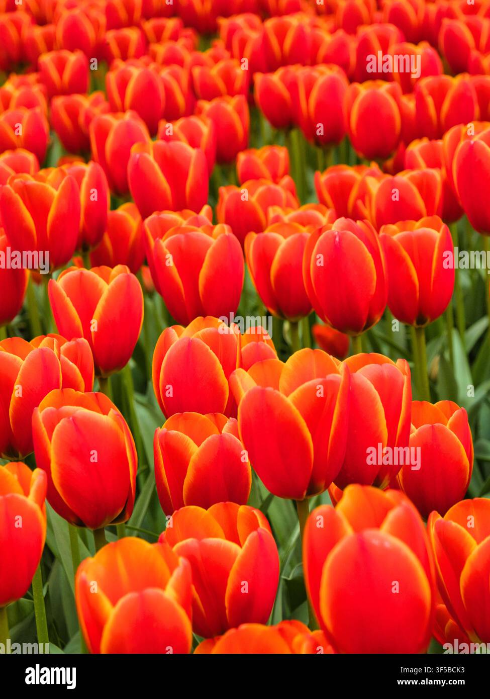 Une masse vive de tulipes rouge orange fleurit à travers les champs de bulbes néerlandais aux Pays-Bas avec une couleur vive de printemps Banque D'Images