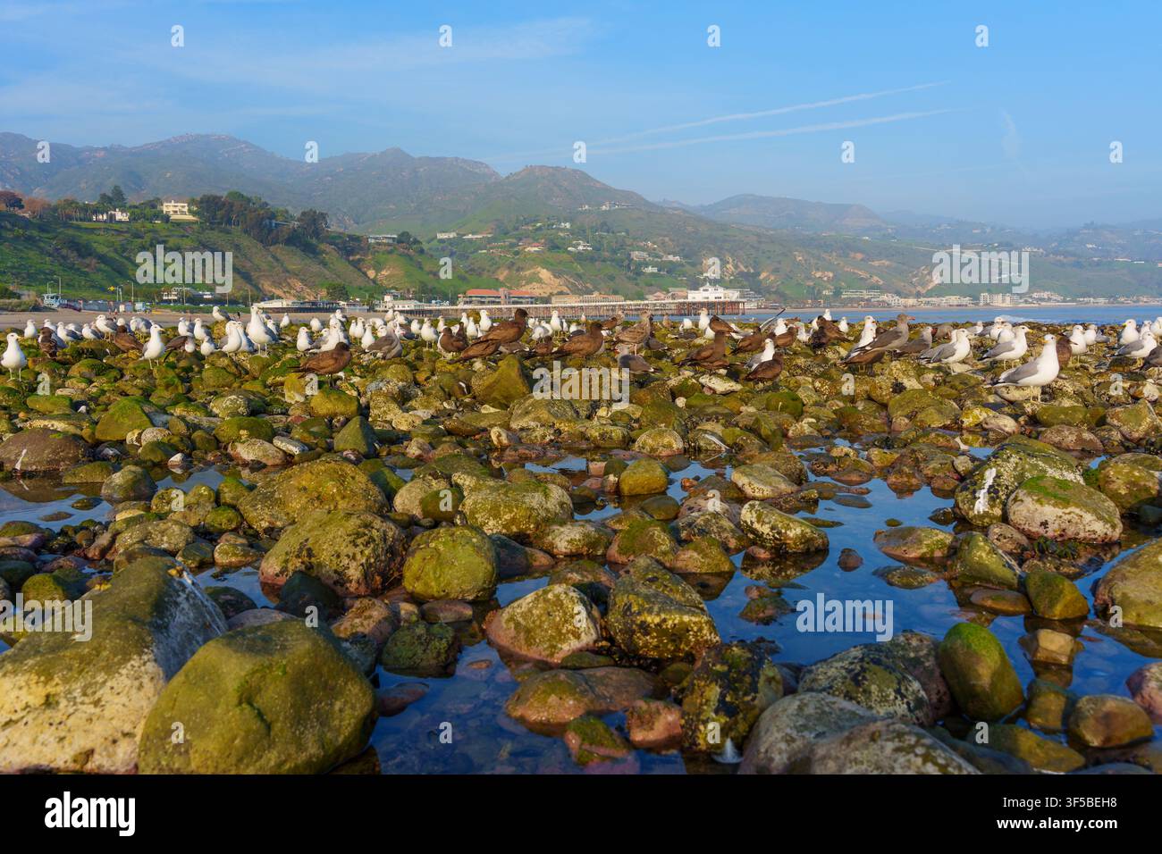 Une volée de mouettes se repose sur des rochers couverts de mousse exposés lors de la marée basse par une belle journée ensoleillée à Malibu, en Californie, avec les montagnes côtières qui s'élèvent Banque D'Images