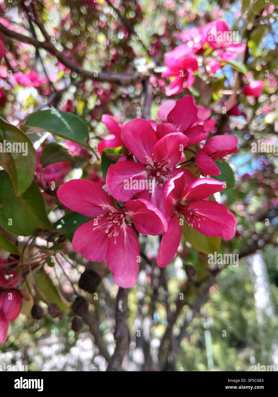 Gros plan de fleurs d'abricotier sauvage rose vif épanouies sur une branche avec des feuilles vertes au printemps Banque D'Images