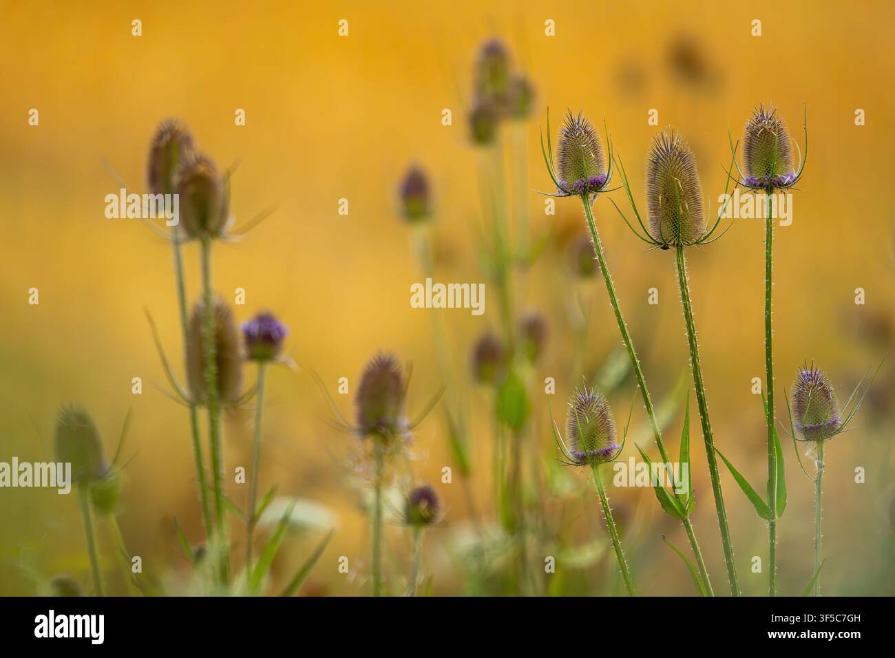 Wilde Karde Banque D'Images