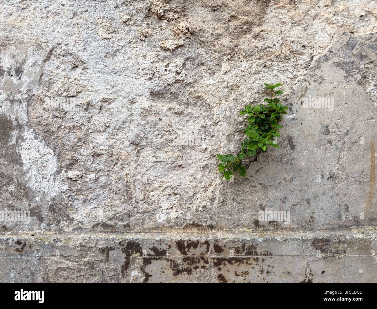 Une petite plante verte jaillit d'une fissure dans un mur de pierre érodé et décoloré par le soleil. Banque D'Images
