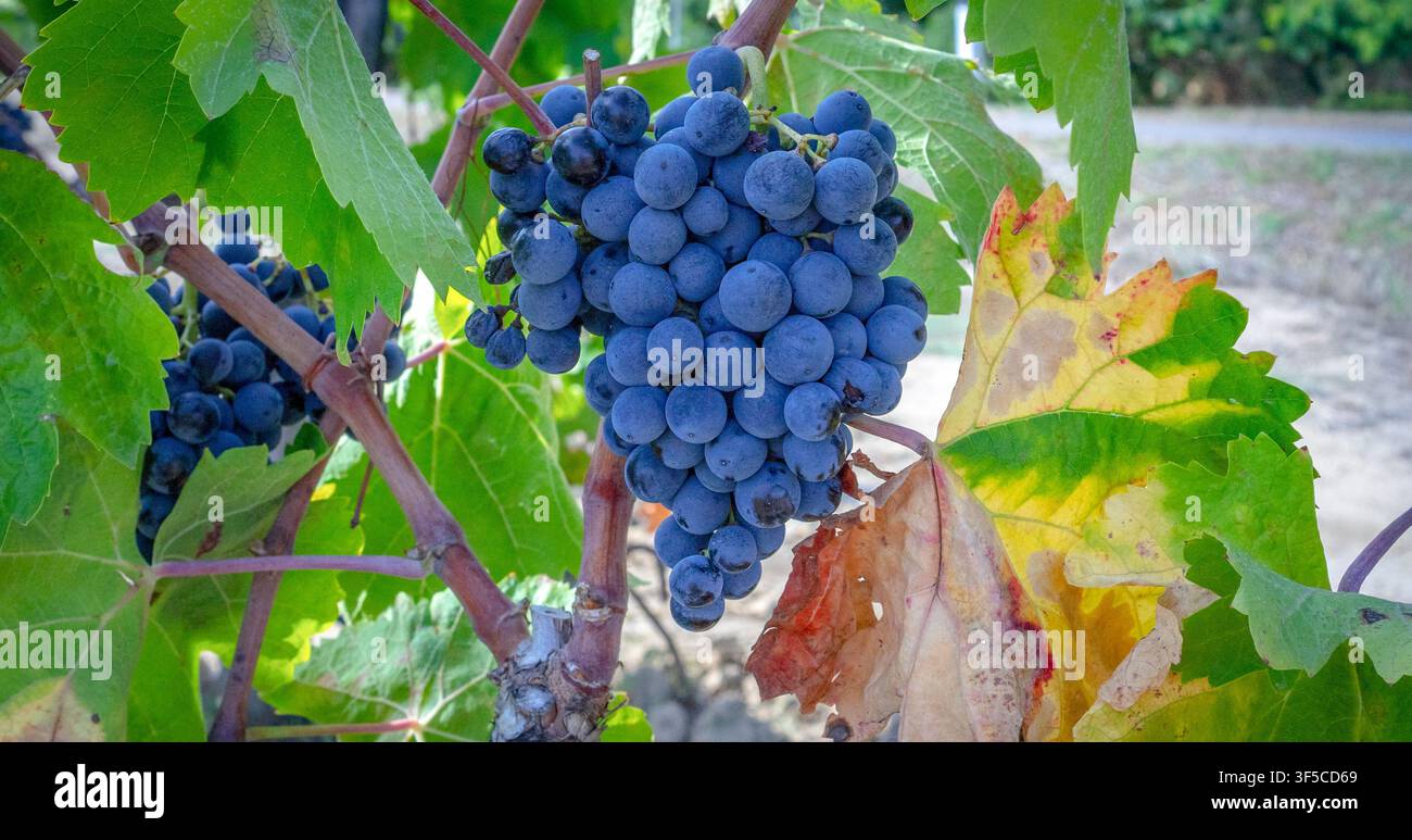 Raisins de vin bleu foncé poussant parmi des feuilles de vigne colorées Banque D'Images