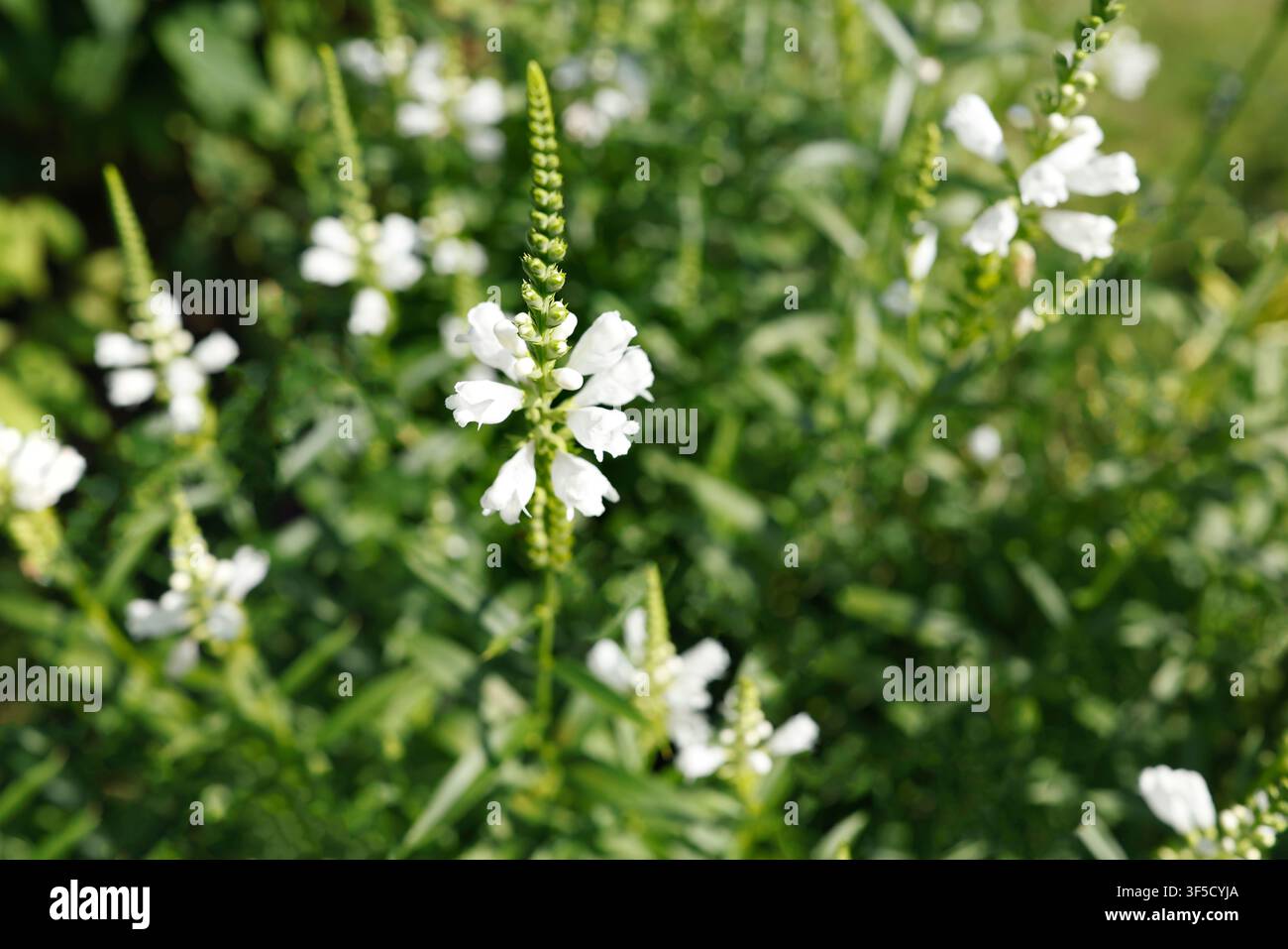 Les épis élancés de la physostegia virginiana s'élèvent verticalement dans un jardin d'été lumineux. Une composition linéaire de fleurs blanches de la plante obéissante crée une élégance Banque D'Images