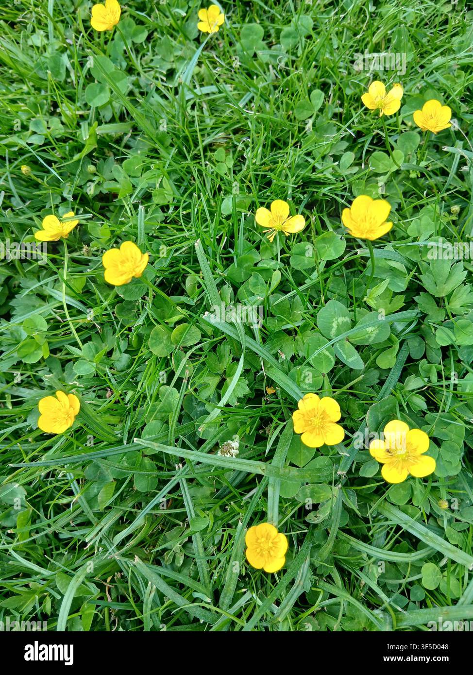 Vue de dessus de ranunculus jaune vif fleuri sur un fond de gazon vert dense et luxuriant - Image de stock capturée avec un smartphone
