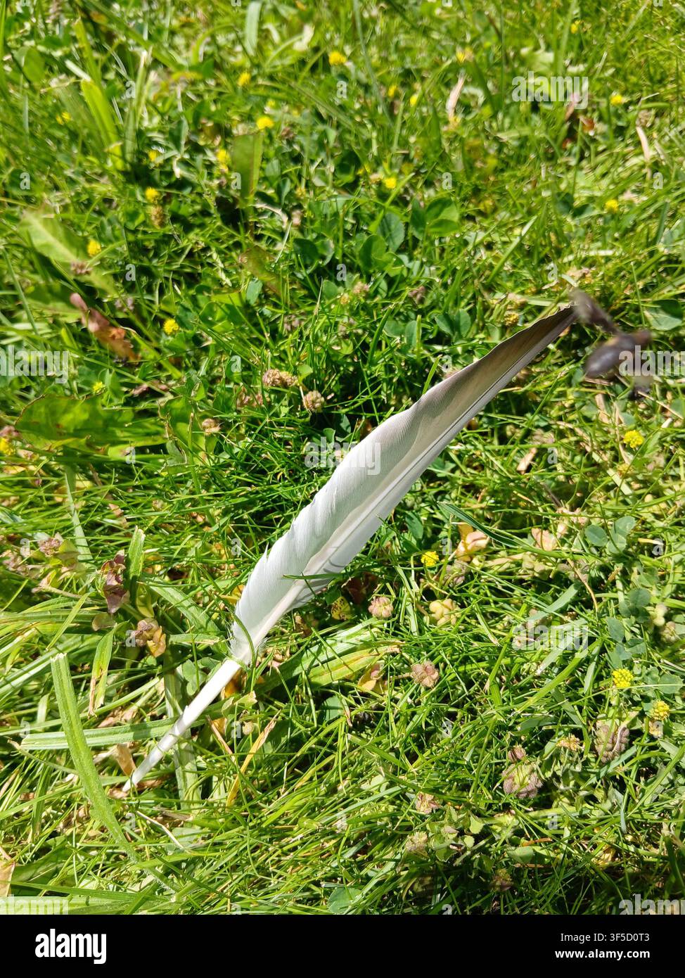 Un plan détaillé en contre-plongée d'une seule plume d'oiseau grise abandonnée sur une pelouse verte et mouillée avec des brins d'herbe des champs - Image de stock capturée avec un smartphone