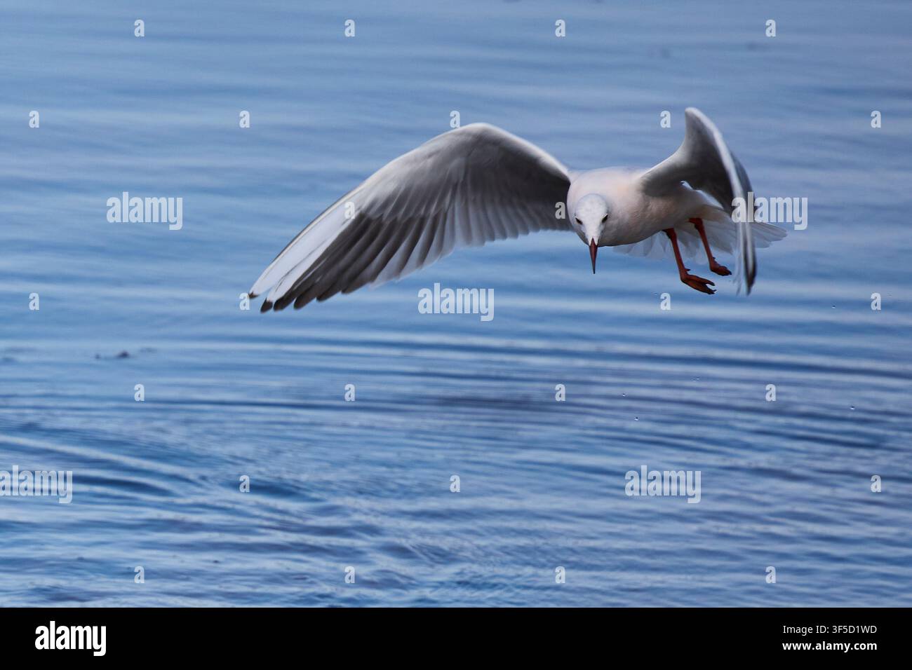 Mouette volant au-dessus de l'océan avec les ailes déployées Banque D'Images