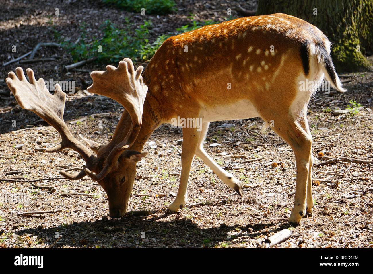 Un cerf damé européen (Dama dama), mâle, broute dans une clairière d'une forêt en Allemagne. Banque D'Images