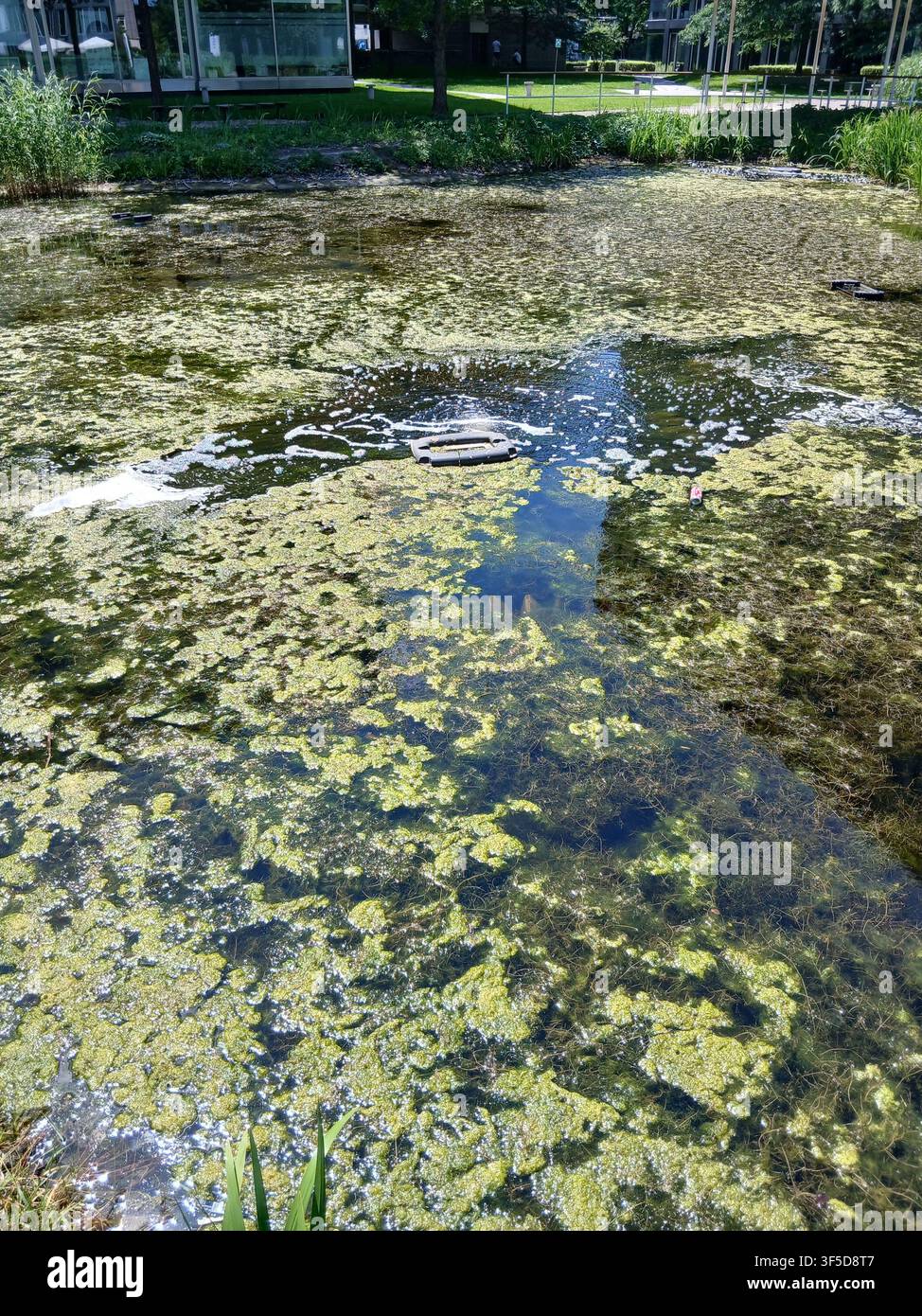 Vue d'une surface d'étang de parc calme recouverte d'algues vertes et de plantes aquatiques, reflétant les arbres par une journée d'été lumineuse. - Image de stock capturée avec un smartphone