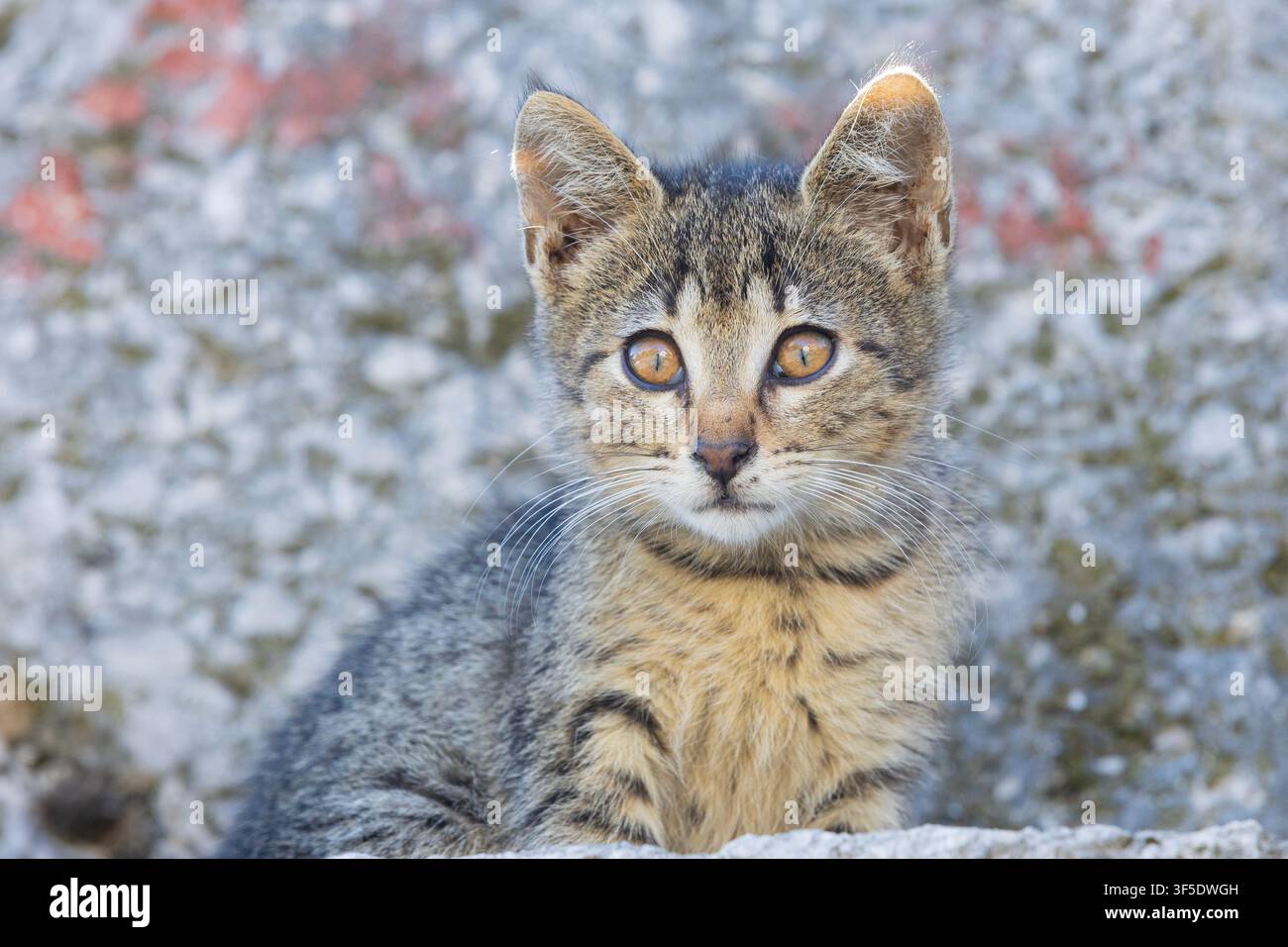 Un chaton mignon à l'entrée de la mosquée Sinan Pasha (1615) à Prizren, au Kosovo Banque D'Images