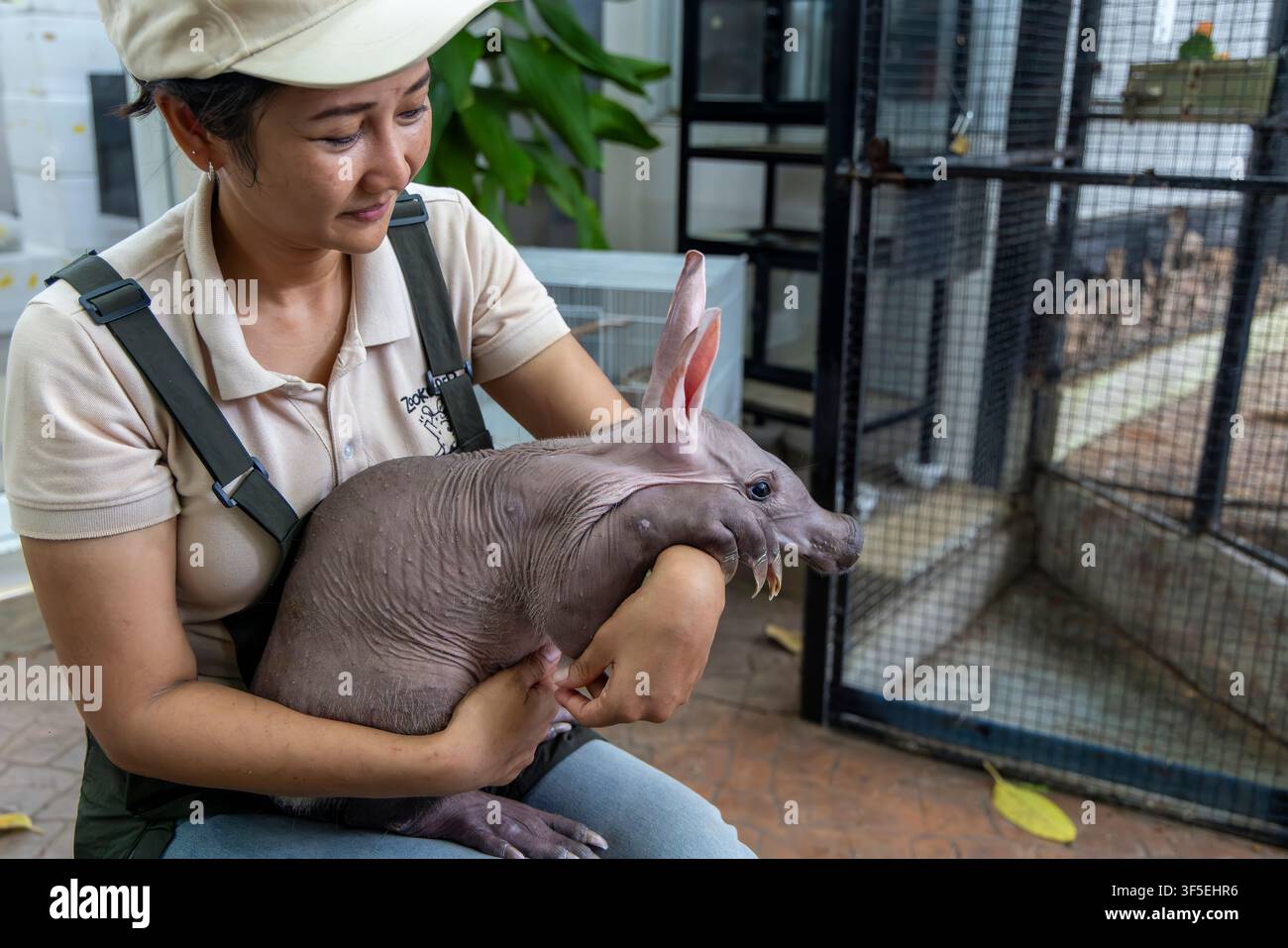 Un membre du personnel tient un veau d’oryctérope pour une interaction avec les visiteurs au Zookeeper Animal Park à Bangkok, Thaïlande. Banque D'Images