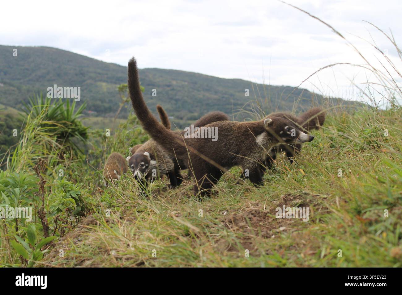 Coatis d'Amérique du Sud cherchant de la nourriture dans leur habitat naturel avec des montagnes en arrière-plan Banque D'Images