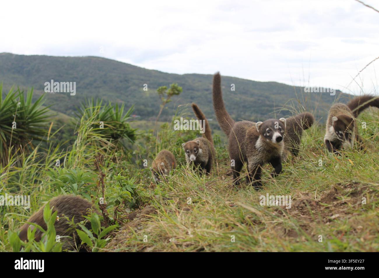 Groupe de Coatis d'Amérique du Sud explorant un paysage montagneux Banque D'Images