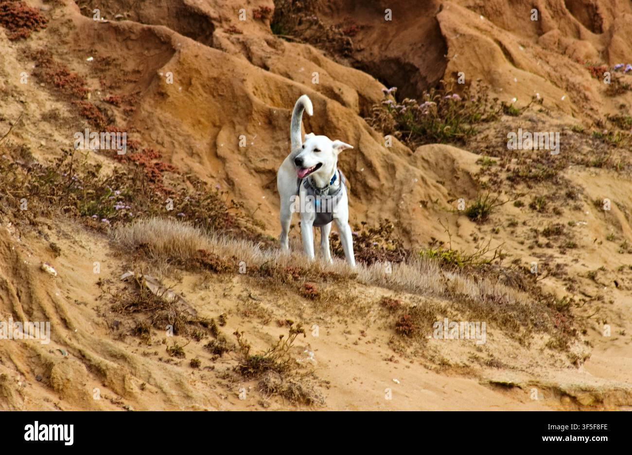 Un chien blanc portant un harnais se tient sur une falaise de grès érodée entourée d'une végétation côtière sèche aux Sunset Cliffs. Banque D'Images