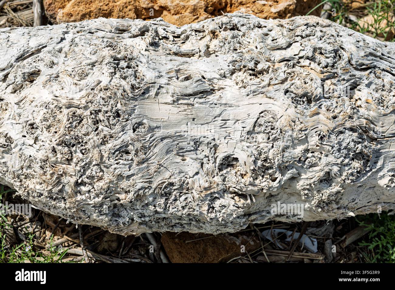 Bûche décolorée par le soleil et érodée, Riserva Naturale Orientata Oasi Faunistica di Vendicari, Sicile, Italie Banque D'Images