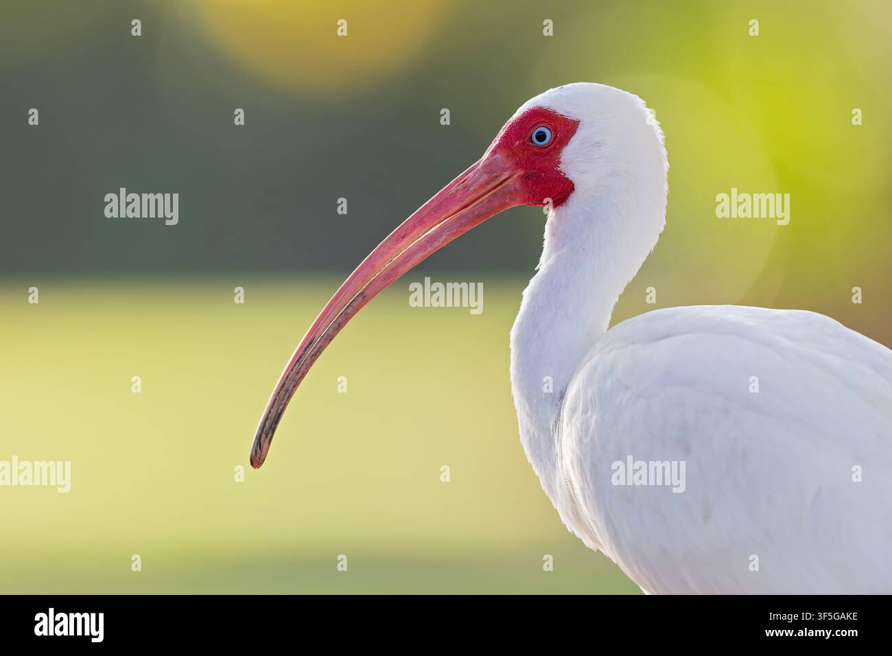 Portrait d'un ibis blanc américain (Eudocimus albus). Banque D'Images