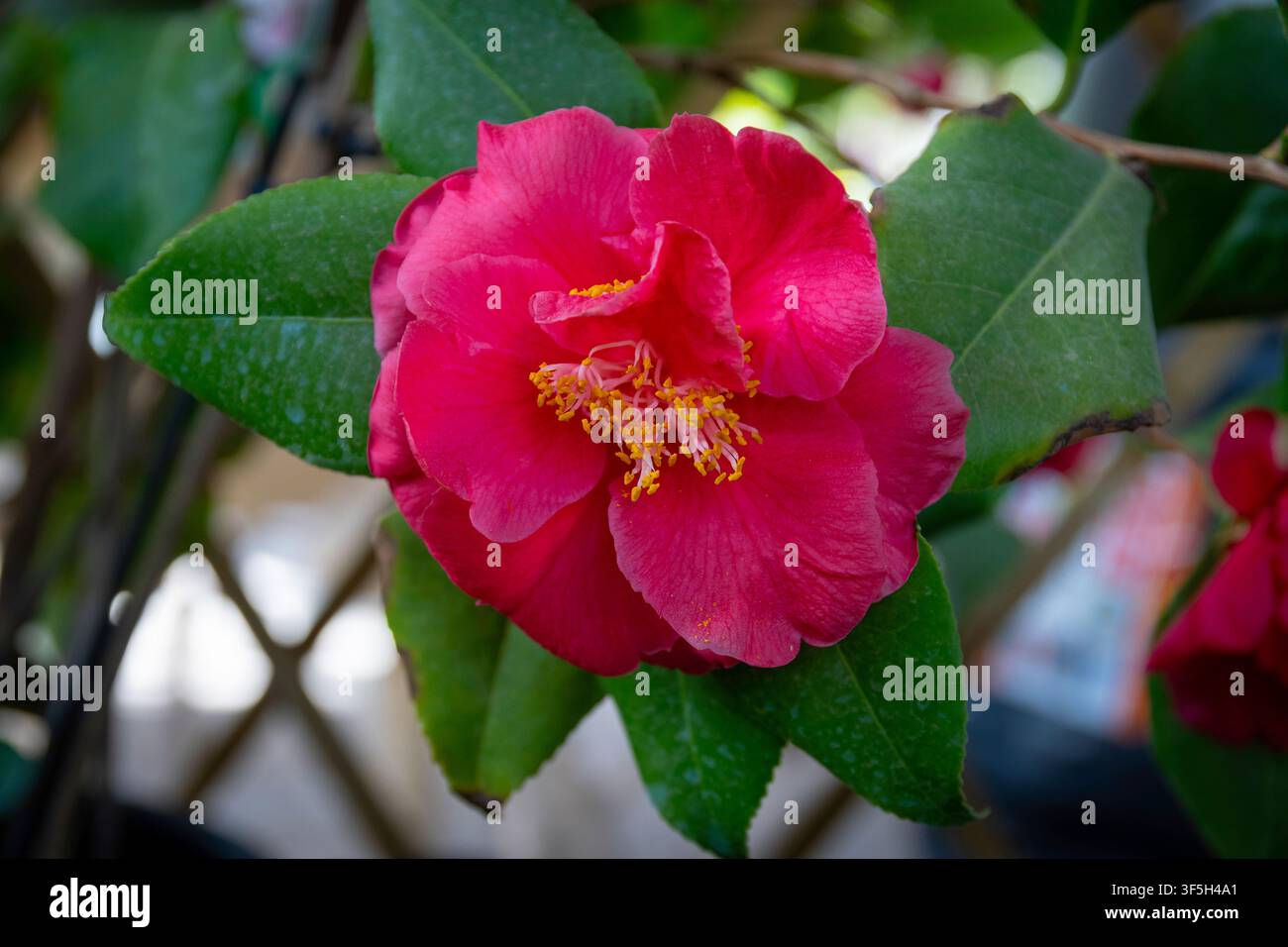 Camellia Japonica (camélia japonaise) à fleur double blanche, variété Coral Delight Banque D'Images