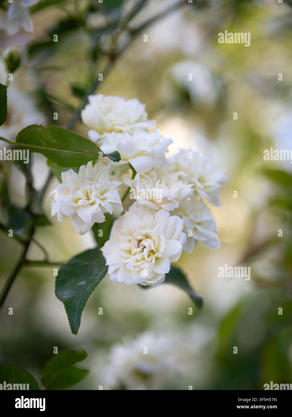 Petits bouquets de roses grimpantes blanches Banque D'Images
