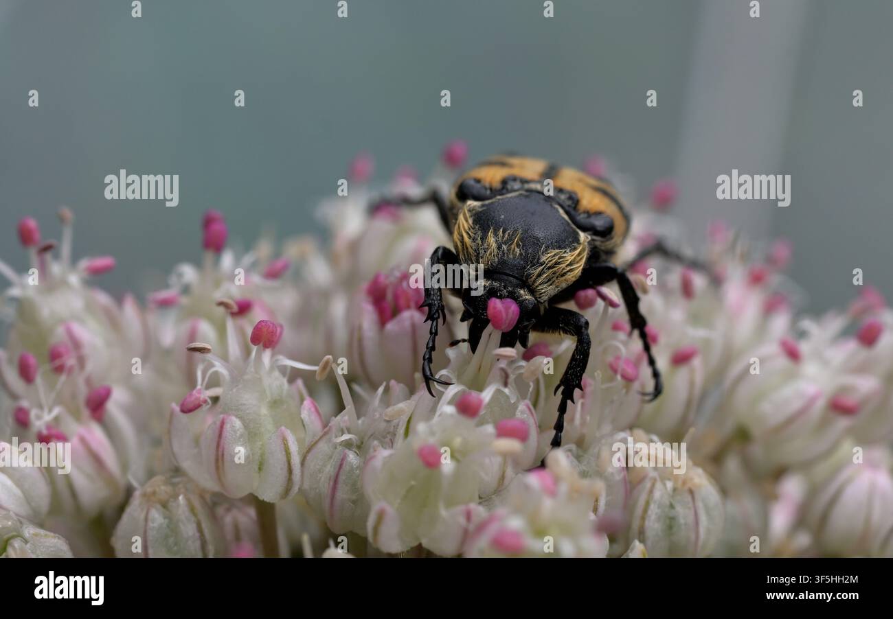 Grossissement d'un scarabée abeille se nourrissant de fleurs d'Allium. Banque D'Images