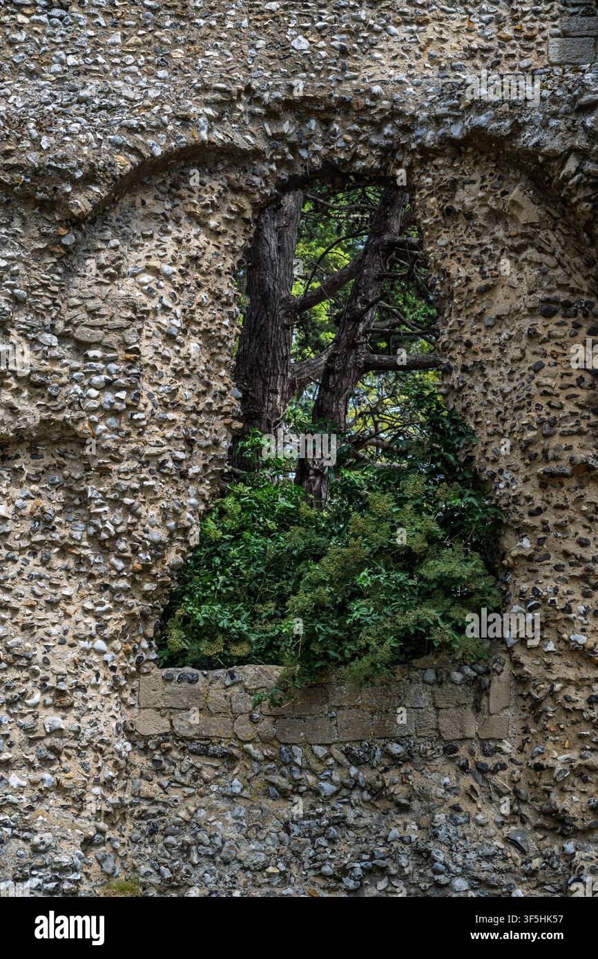 Végétation poussant à travers une ouverture dans un vieux mur de silex, avec des troncs et des branches d'arbres visibles à travers l'ouverture. Banque D'Images