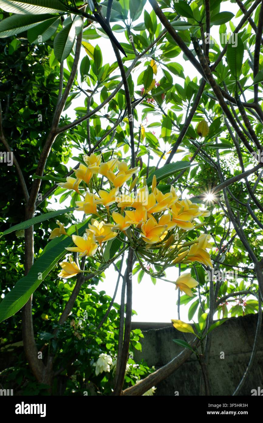 Une photographie verticale de fleurs de plumeria jaunes en fleurs sur une branche, avec la lumière du soleil éblouissant à travers la canopée des arbres environnants au-dessus. Banque D'Images