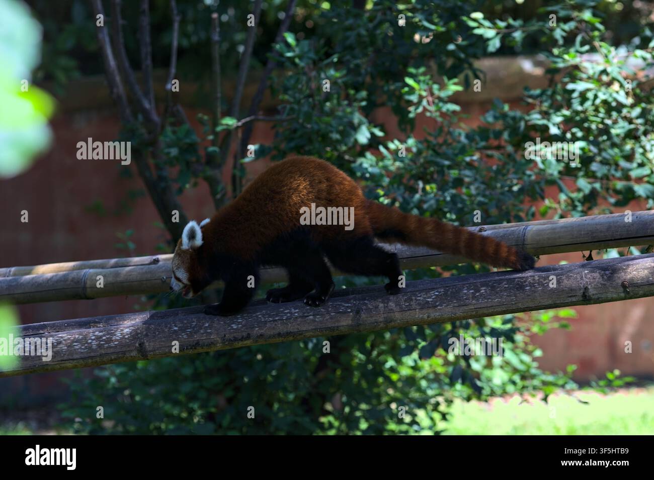 Panda roux Ailurus fulgens couché et rampant sur des treillis dans un enclos de zoo Banque D'Images