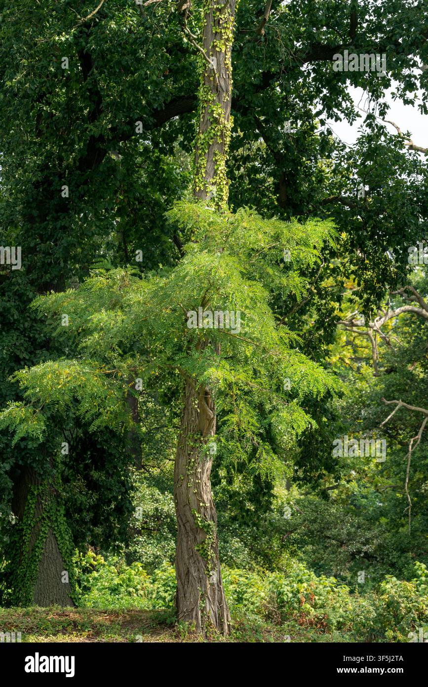 Un grand arbre se distingue par ses feuilles vert vif dans un jardin. Les plantes et arbres environnants exhibent un feuillage vert épais. La lumière du soleil filtre à travers les feuilles Banque D'Images