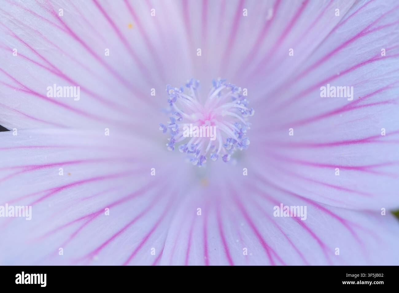 Macro rapprochée d'une fleur rose pâle délicate avec des rayures violettes vives rayonnant de son centre, révélant des pétales doux, des étamines munies de pollen et f Banque D'Images