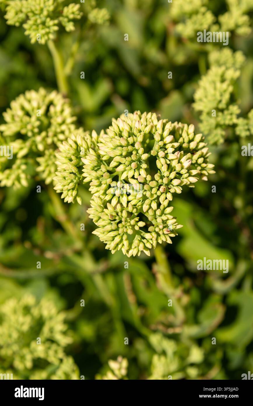 Gros plan de boutons de fleurs verts immatures étroitement regroupés sur un sedum dressé, espèces de Hylotelephium, avec une faible profondeur de champ. Banque D'Images