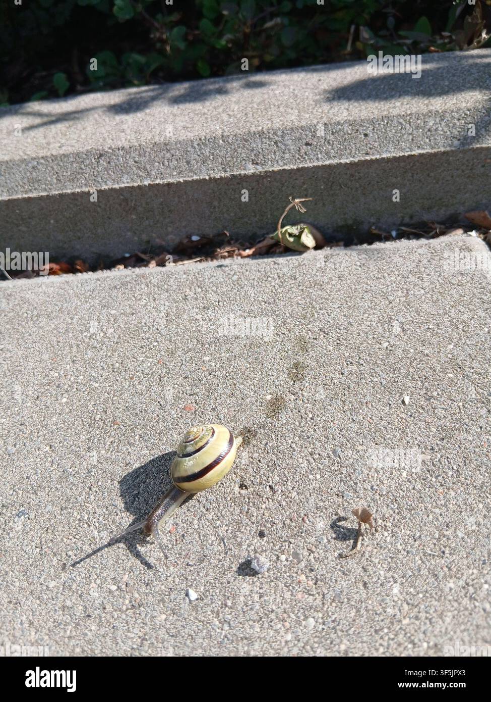 Plan détaillé d'une petite escargot de jardin rampant sur une tuile de pierre texturée, projetant une ombre sous une lumière solaire vive par une journée d'été - Image de stock capturée avec un smartphone