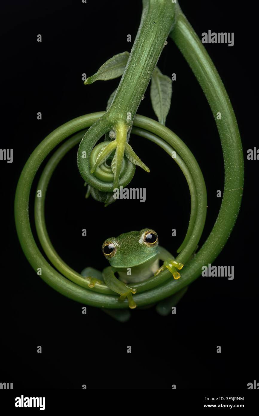 Close up d'une grenouille verre émeraude (Espadarana prosoblepon) sur une belle plante verte en spirale. Macro, Costa Rica Banque D'Images