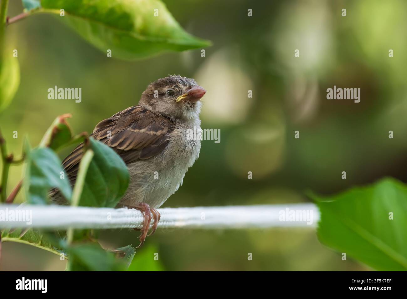 Un poussin moineau est assis sur une branche d'arbre. Un gros plan d'un oisillon moineau dans la nature. Banque D'Images