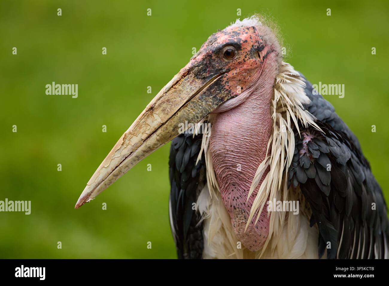 Cigogne Marabu debout dans l'aviary d'un zooparc Banque D'Images
