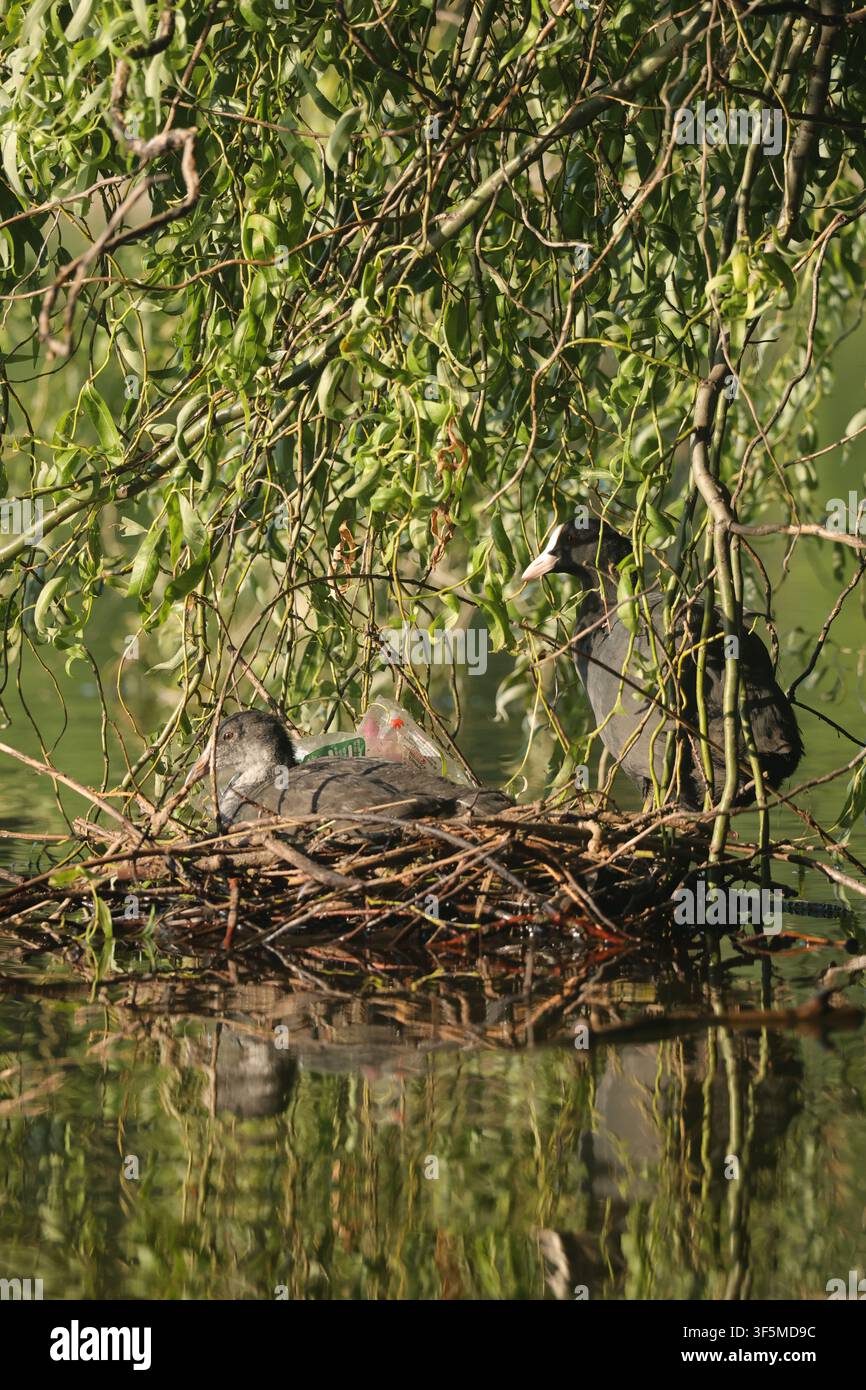 Adulte et juvénile poules d'eau eurasiennes, Fulica atra, à un nid construit parmi des branches de saule au bord de l'eau, avec une bouteille en plastique abandonnée. Banque D'Images