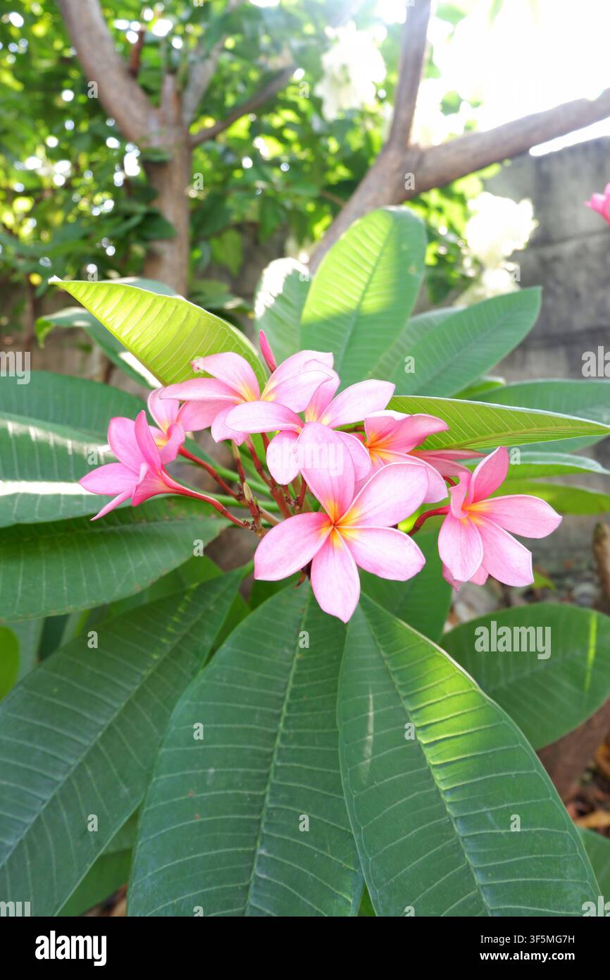 Un gros plan vertical de fleurs de plumeria roses en pleine floraison, sur fond de jardin légèrement flou où des fleurs blanches sont visibles. Banque D'Images