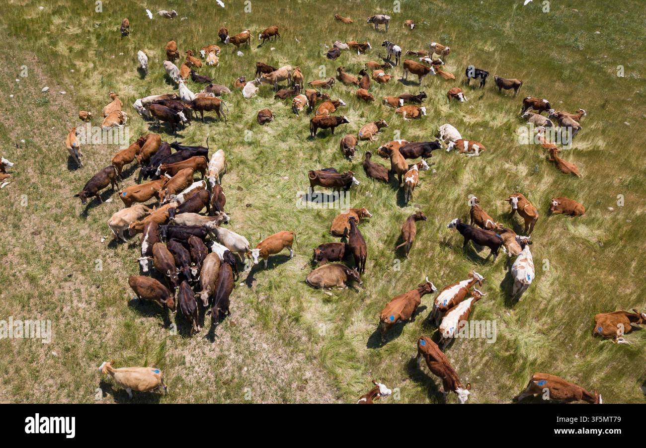 Troupeau de vaches paissant et se reposant sur un pré vert frais dans un paysage de campagne rurale Banque D'Images