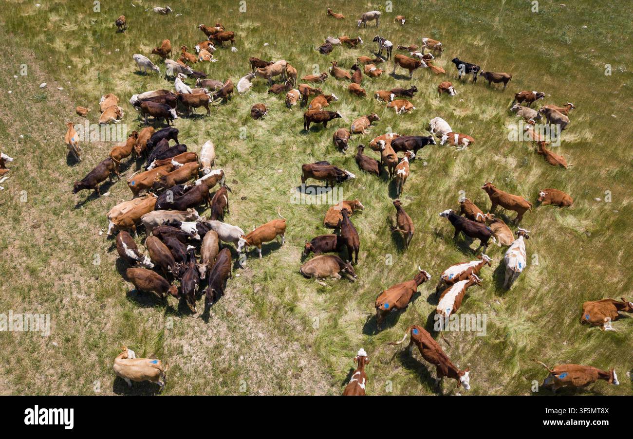 Troupeau de vaches paissant et se reposant sur un pré vert frais dans un paysage de campagne rurale Banque D'Images