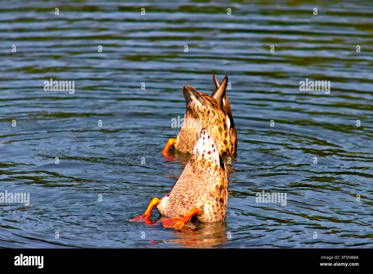Deux canards barboteurs penchent vers l'avant en se nourrissant sous un étang ensoleillé, avec les queues relevées et les pieds orange vifs au-dessus de l'eau ondulante. Banque D'Images