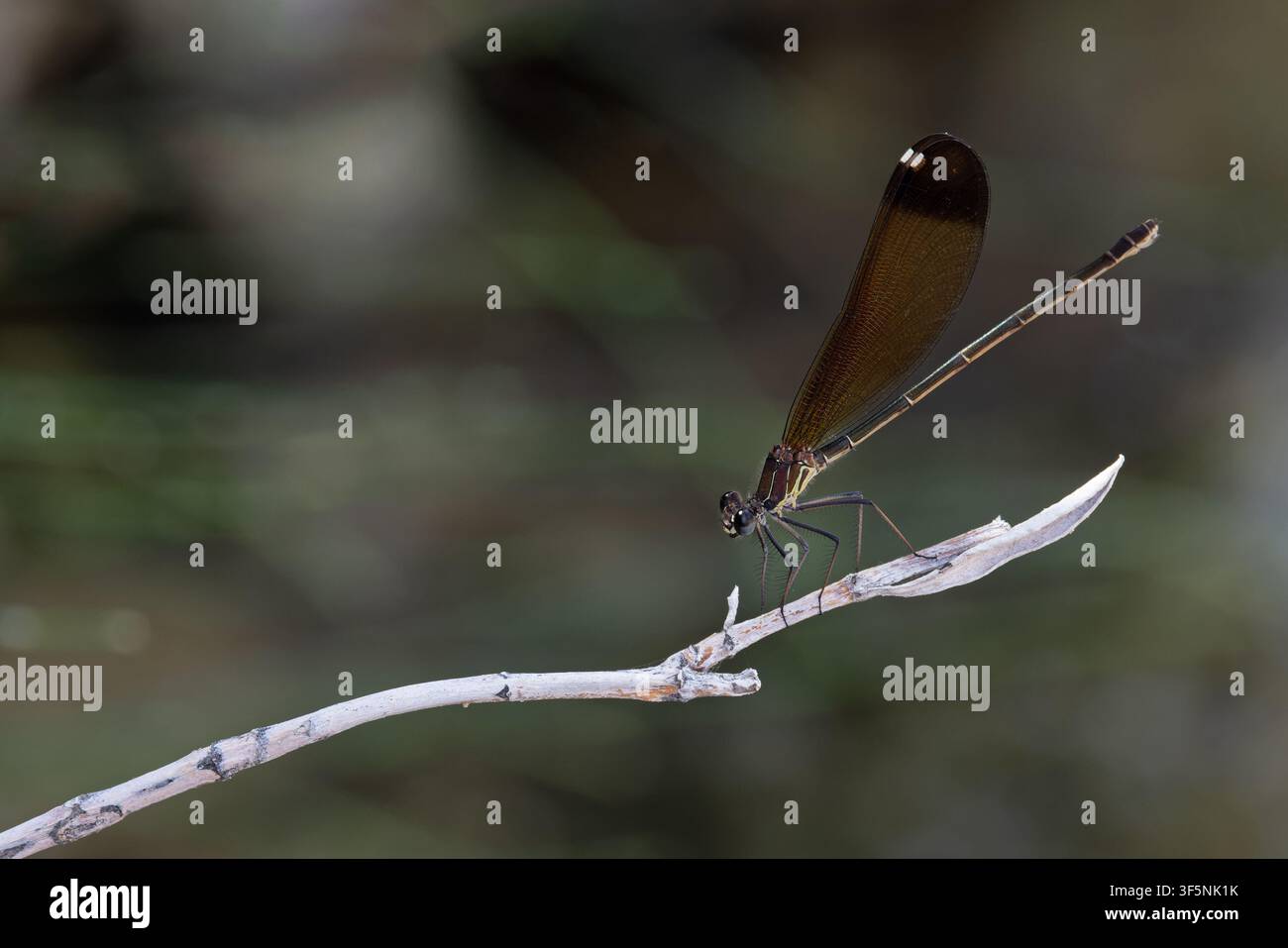 Démoiselle cuivrée (Calopteryx haemorrhoidalis) femelle Sardaigne juillet 2026 Banque D'Images