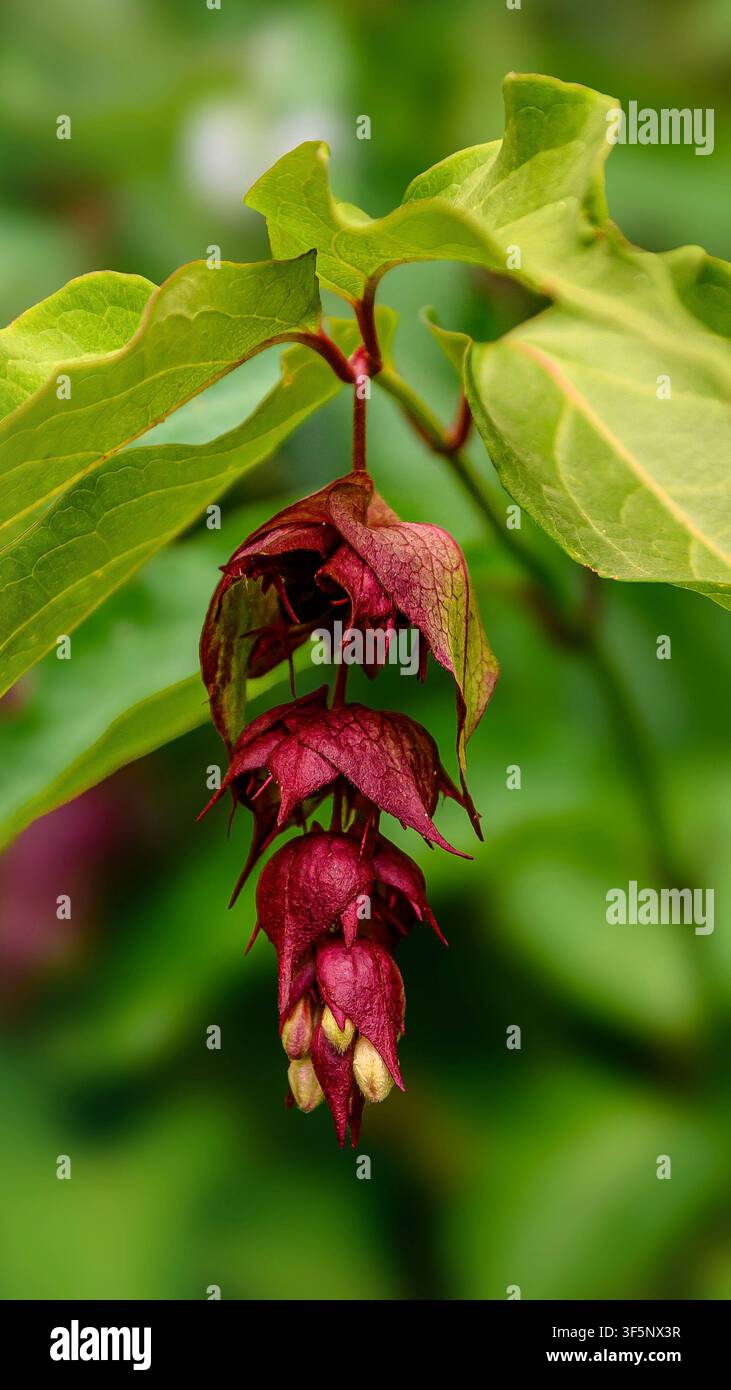 Grossissement de Leycesteria formosa montrant des bractées rougeâtres-violettes pendantes et des fleurs tubulaires crème sous lumière naturelle. Banque D'Images