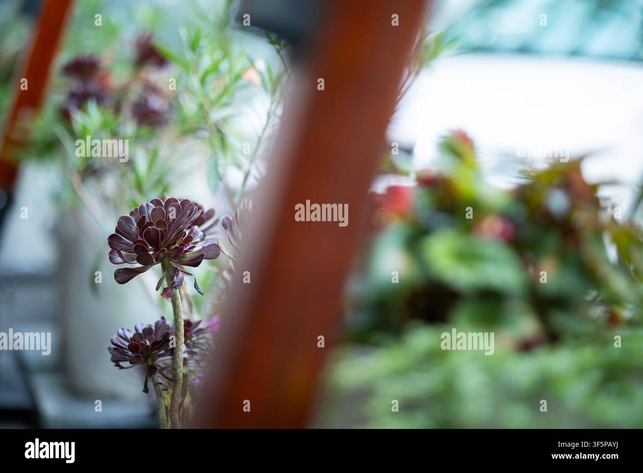 Plantes succulentes sombres dans des pots en céramique placés sur une terrasse avec des éléments d'arrière-plan flous de véhicules et d'environnement urbain visibles derrière le feuillage Banque D'Images