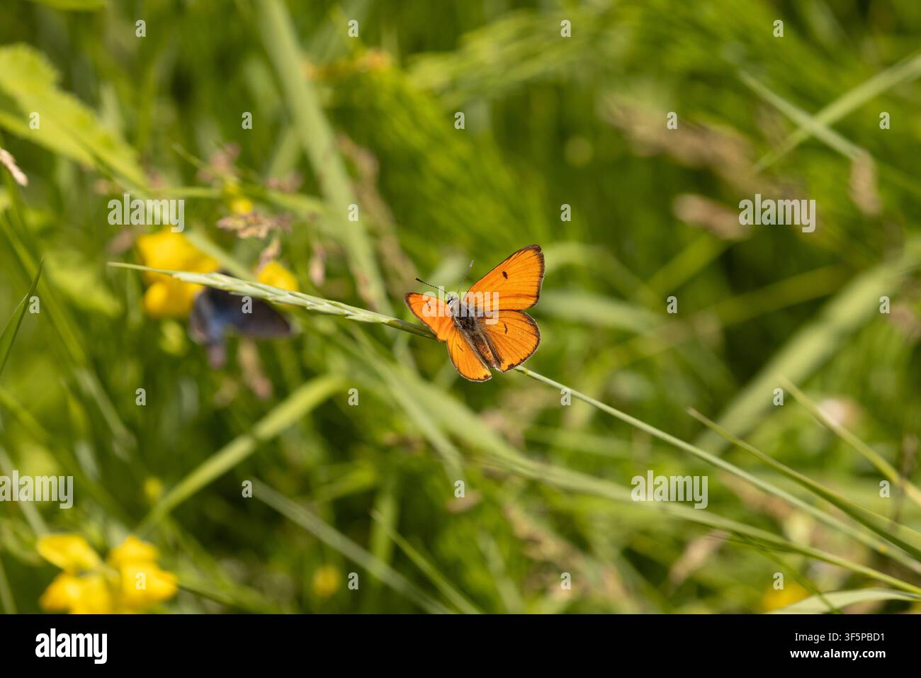 Grand papillon cuivré mâle - Lycaena dispar Banque D'Images